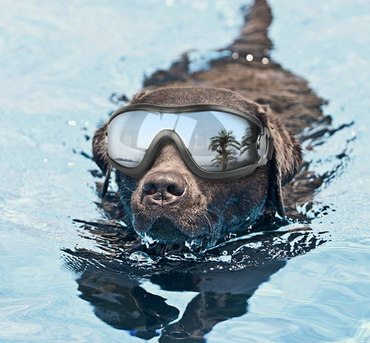 Windproof Dog Goggles